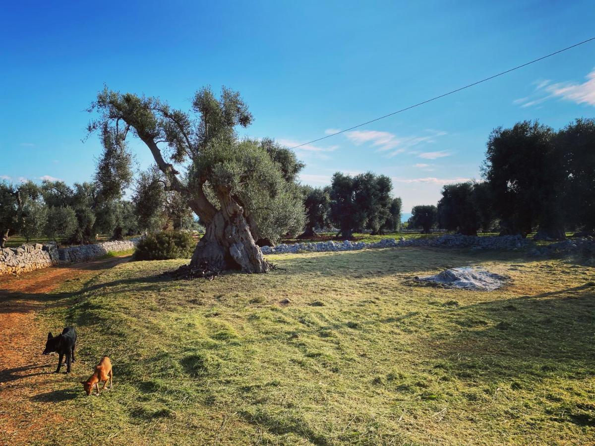 לינה וארוחת בוקר מונופולי La Guendalina Masseria E Casa Particular מראה חיצוני תמונה
