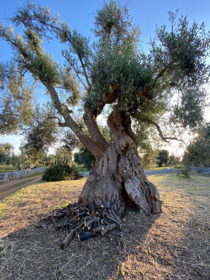 לינה וארוחת בוקר מונופולי La Guendalina Masseria E Casa Particular מראה חיצוני תמונה